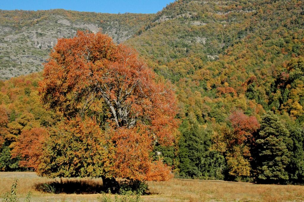 36.2_Nothofagus-obliqua_2-Personalizado