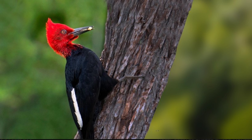 Pajaro Carpintero