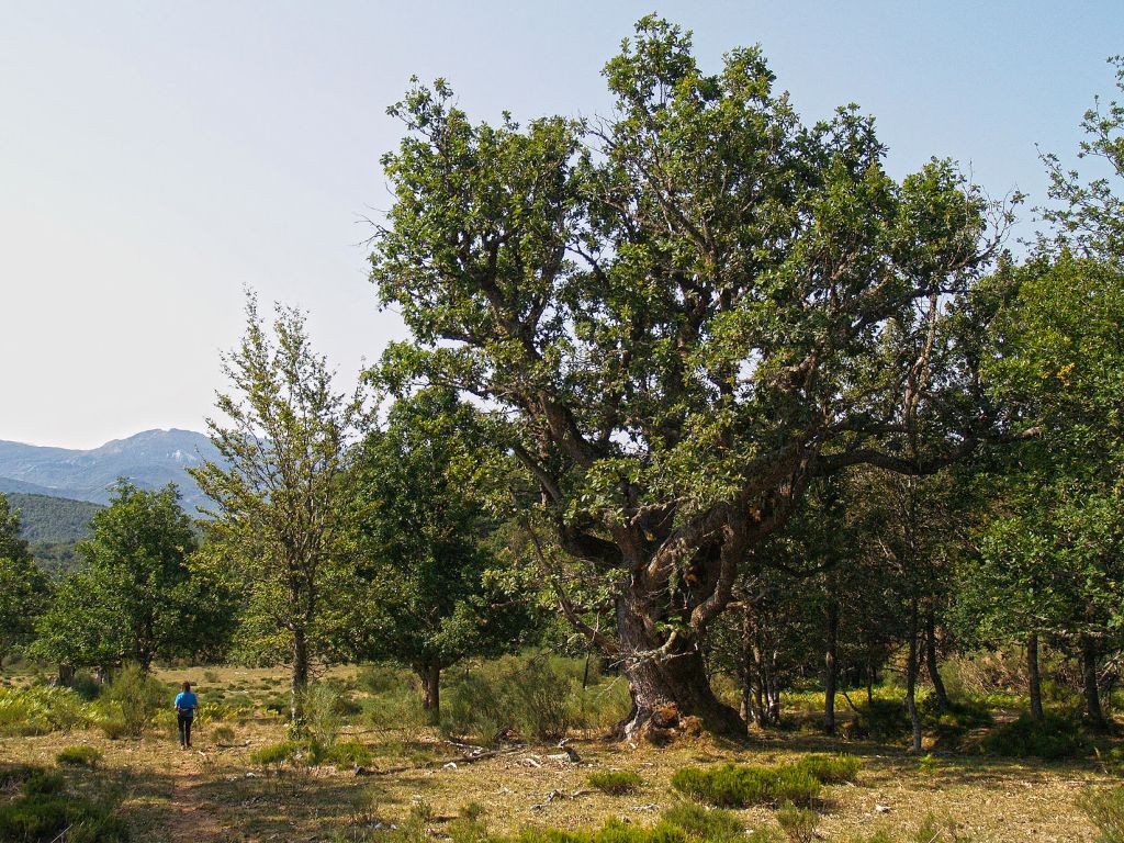 Roble